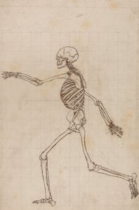 Anatomiczne porównanie budowy ludzkiego ciała z ciałem tygrysa i ptactwa domowego: Ludzki szkielet, widok z boku autorstwa George Stubbs