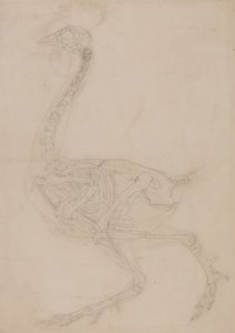 Anatomiczna ekspozycja porównawcza budowy ludzkiego ciała z ciałem tygrysa i ptactwa domowego:  Szkielet ptaka, widok z boku autorstwa George Stubbs