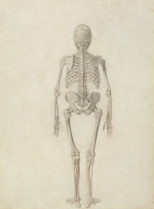 Porównawcza anatomiczna ekspozycja budowy ciała ludzkiego z ciałem tygrysa i drobiu zwyczajnego: szkielet człowieka, widok z tyłu autorstwa George Stubbs