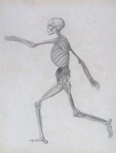 Porównawcza ekspozycja anatomiczna budowy ciała ludzkiego z budową ciała tygrysa i ptactwa domowego: Rysunek człowieka, widok z boku, 1795-1806 autorstwa George Stubbs