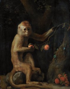 Małpa autorstwa George Stubbs