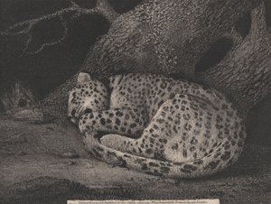 Śpiący lampart autorstwa George Stubbs