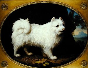 Szpic biały, ok. 1770 (olej na porcelanie emaliowanej) autorstwa George Stubbs