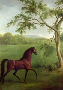 Ogier arabski pod drzewem, ok. 1761-63 (olej na płótnie) autorstwa George Stubbs