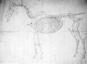 Studium anatomiczne konia (pióro i atrament i ołówek na papierze) autorstwa George Stubbs