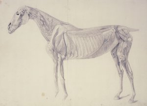 Schemat z Anatomii Konia autorstwa George Stubbs