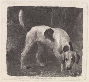 Grawerowany przez artystę Pies (Pachnący Foxhound), wyd. 1788 autorstwa George Stubbs
