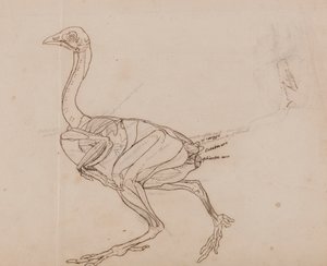 Ciało kury Dorking, widok z boku (kontur mięśni) autorstwa George Stubbs