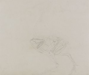 Ciało kury Dorking, widok boczny, z porównawczej ekspozycji anatomicznej budowy ciała ludzkiego z ciałem tygrysa i kury zwyczajnej, 1795-1806 (grafit na cienkim papierze) autorstwa George Stubbs
