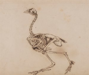 Szkielet Dorking Hen, widok z boku (prawdopodobnie przygotowany dla niepublikowanej kluczowej postaci) autorstwa George Stubbs