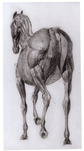 Widok grzbietu struktury mięśniowej stopniowo rozciętego konia, badanie nr 7 z The Anatomy of the Horse, 1766 autorstwa George Stubbs