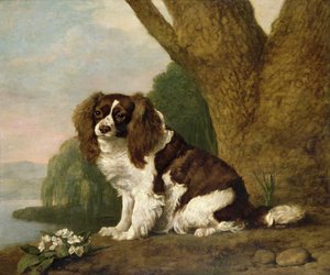 Fanny, brązowo-biały spaniel