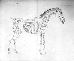 Piąta tabela anatomiczna z „Anatomii konia” (rycina) autorstwa George Stubbs