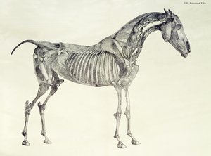 Piąta tabela anatomiczna z „Anatomii konia” autorstwa George Stubbs