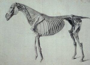 Studium ukończone do V Tabeli Anatomicznej Konia (grafit na papierze) autorstwa George Stubbs