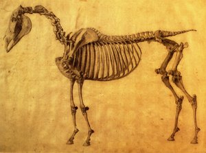 Zakończone Studium do I Szkieletowej Tabeli Konia, ok. godz. 1766 (grafit na papierze) autorstwa George Stubbs