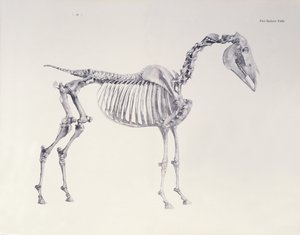 Pierwszy stół szkieletowy z „Anatomii konia” autorstwa George Stubbs