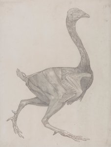 Ciało ptaka, widok z boku (prawdopodobnie przygotowane do przeniesienia na płytę do grawerowania tabeli XV) autorstwa George Stubbs