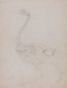 Ciało ptactwa, widok z boku autorstwa George Stubbs