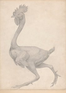 Ptactwo, widok z boku z usuniętą większością piór (ukończone studium dla tabeli X) autorstwa George Stubbs