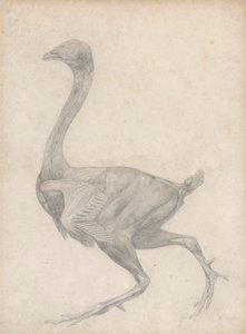 Ptactwo, widok z boku, z usuniętą skórą i leżącymi pod spodem warstwami powięzi (badanie zakończone dla tabeli XV) autorstwa George Stubbs