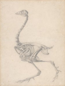 Szkielet ptactwa, widok z boku (zakończone badanie dla tabeli V) autorstwa George Stubbs