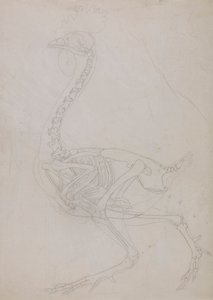 Szkielet ptactwa, widok z boku (rysunek konspektu) autorstwa George Stubbs