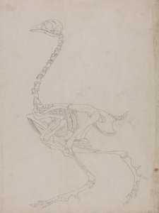 Szkielet ptactwa, widok z boku (szkic szkieletu) autorstwa George Stubbs