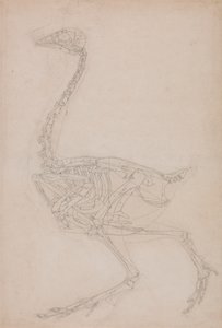 Szkielet ptactwa, widok z boku (prawdopodobnie podstawowe badanie proporcji szkieletu ptactwa używanego do innych rysunków) autorstwa George Stubbs