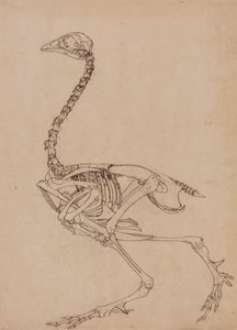 Szkielet ptactwa, widok z boku (badanie kluczowej figury do tabeli V) autorstwa George Stubbs