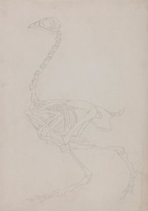 Szkielet Ptactwa, Widok Boczny autorstwa George Stubbs