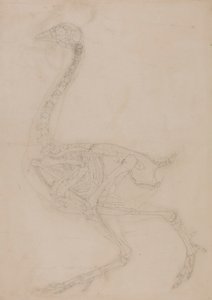 Szkielet Ptactwa, Widok Boczny autorstwa George Stubbs