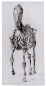 Widok z przodu szkieletu konia, studium nr 10 z Anatomii konia, 1766 autorstwa George Stubbs
