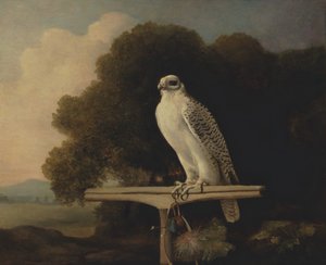 Sokół grenlandzki, Gyr Falcon, 1780. autorstwa George Stubbs