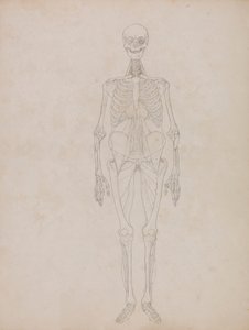 Postać ludzka, widok z przodu (rysunek konturowy) autorstwa George Stubbs