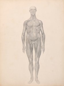 Postać ludzka, widok z przodu, usunięta skóra i leżące pod nią warstwy powięzi (badanie zakończone dla tabeli XI) autorstwa George Stubbs