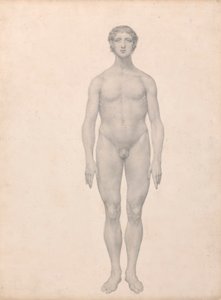 Postać ludzka, widok z przodu, niepreparowana (badanie zakończone dla tabeli VI) autorstwa George Stubbs