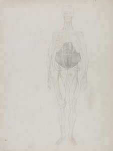 Postać ludzka, widok z przodu, z „Porównawczej ekspozycji anatomicznej budowy ciała ludzkiego z ciałem tygrysa i drobiu pospolitego” autorstwa George Stubbs