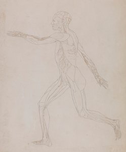 Postać ludzka, widok z boku (powiązany z tabelą XIII, szczegółowe badanie naczyń krwionośnych zaopatrujących mięśnie) autorstwa George Stubbs