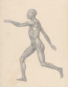Postać ludzka, widok z boku, po usunięciu skóry i leżących poniżej warstw powięzi (badanie zakończone dla tabeli XIII) autorstwa George Stubbs