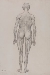 Postać ludzka, widok z tyłu (prawie identyczny z gotowym rysunkiem do tabeli XII) autorstwa George Stubbs