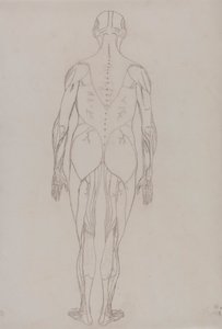 Postać ludzka, widok z tyłu (rysunek konspektu kluczowej postaci do tabeli XII) autorstwa George Stubbs