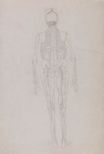 Postać ludzka, widok z tyłu (rysunek konspektu kluczowej postaci przedstawiający końcowy etap sekcji) autorstwa George Stubbs