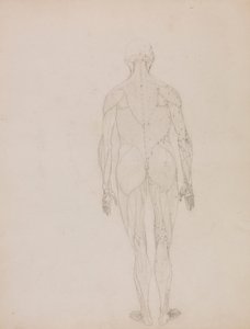 Postać ludzka, widok z tyłu (rysunek zarysu kluczowej postaci do Tabeli XII) autorstwa George Stubbs