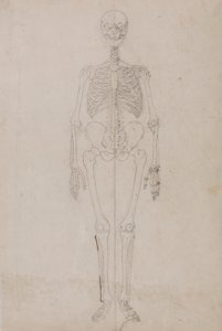 Szkielet człowieka, widok z przodu (badanie końcowe) autorstwa George Stubbs