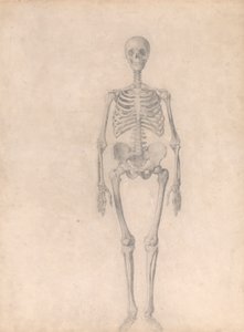 Szkielet człowieka, widok z przodu (ukończone badanie dla tabeli I) autorstwa George Stubbs