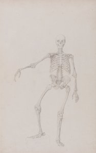 Szkielet ludzki, widok z przodu (wyciągnięta prawa ręka; ukończone badanie do niepublikowanej tabeli) autorstwa George Stubbs
