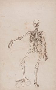 Ludzki Szkielet, Widok Z Przodu autorstwa George Stubbs