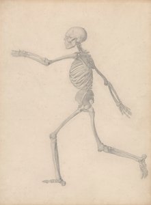 Szkielet człowieka, widok z boku (blisko badania końcowego dla tabeli III, ale różni się szczegółami) autorstwa George Stubbs