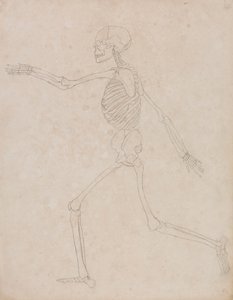 Szkielet ludzki, widok z boku (mógł być początkowo przygotowany do użycia jako kluczowa postać do Tabeli III, ale później został porzucony) autorstwa George Stubbs